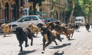 b9114194-0ea0-4e19-8aa1-312cd5d19455-460x276