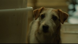 dog_THUMB-1418155236944